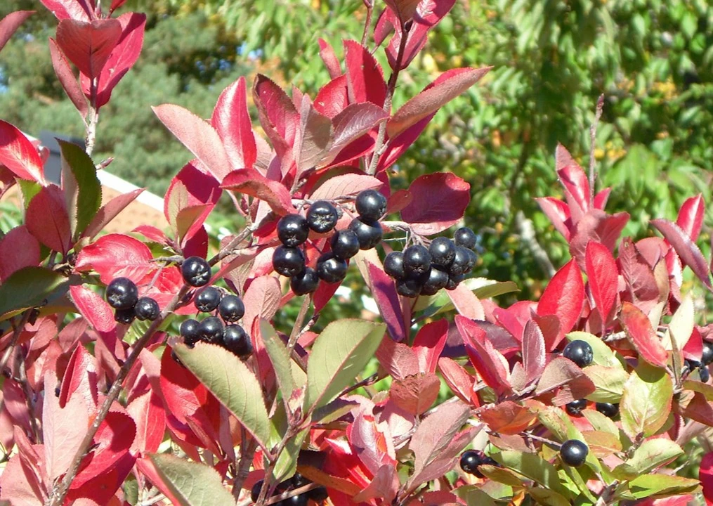 Finnish superberries aronia 2