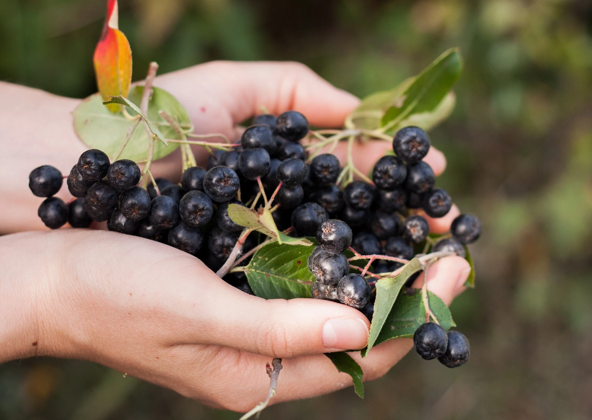 Finnish superberries aronia 3